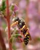 Nomada sp.